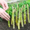 Plant Once, Pick Forever. 10 Perennial Veggies You Need to Plant this Summer