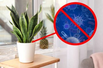 15 Houseplants That Are Good For Your Health