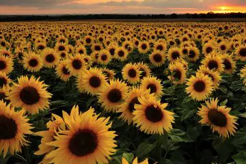 Farmer Plants 2 Million Sunflowers to Make People Smile