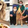 Golden Retriever with Brain Tumor Finishes Radiotherapy & Has a Cancer-Free Party with Medical Personnel