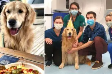 Golden Retriever with Brain Tumor Finishes Radiotherapy & Has a Cancer-Free Party with Medical Personnel