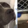 Pit Bull Can’t Hold Back Its Tears when It Realized His Family Left Him in a Shelter