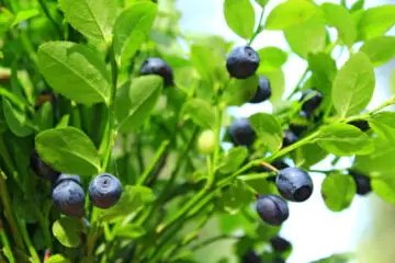 Lower Blood Pressure; Protect the Brain & Balance the Blood Sugar with Bilberries