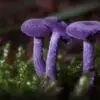 The Amethyst Mushroom Looks like it Contains the Whole Galaxy