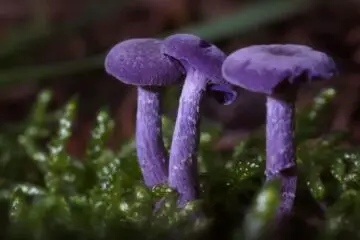 The Amethyst Mushroom Looks like it Contains the Whole Galaxy