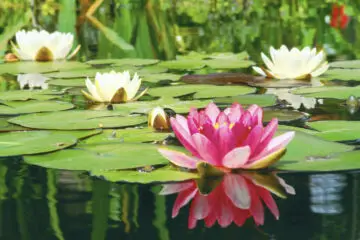 The Challenging Brainteaser: How Fast Do the Lily Pads Grow?