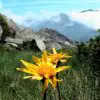 Arnica Essential Oil: Relieves Muscle Ache & Helps with Hair Loss