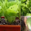 Fresh Salad always: How to Grow Your Chinese Cabbage in a Pot