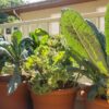 How to Grow Healthy Kale in a Pot at Home