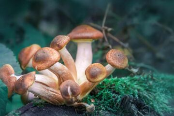 Oregon-First State that Legalized Magic Mushrooms