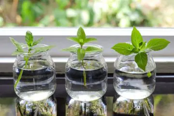 7 Wonderful Herbs You can Grow in Water Indoors all Year