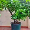 How to easily Grow a Mango Tree in a Pot