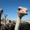 Can You Find the Umbrella among the Ostriches?