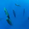 Sleeping Whales: Photographer Reveals what Sperm Whales Look like when Sleeping
