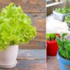 5 Yummy Veggies You can Harvest Indoors the whole Year Round