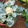 How to Grow Delicious Cauliflower in Pots at Home