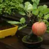 How to Easily Grow Yummy Apples in Pots at Home