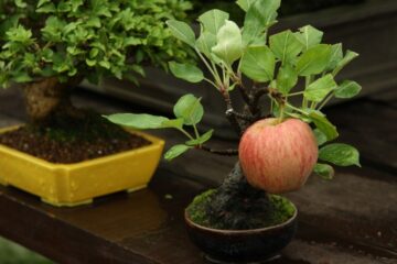 How to Easily Grow Yummy Apples in Pots at Home