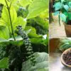 How to Easily Grow Black Pepper Plant in Your Home Garden