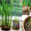 How to Grow One of the Healthiest Foods in the World (Garlic) in Your Home