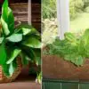 What You Should Know If You Decide to Grow Spinach in Pots Indoors