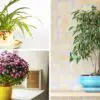 According to this Indian Study, these 5 Indoor Plants are the Best Air Purifiers