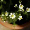 Healing & Aromatic: How to easily Grow Chamomile in Pots at Home