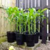 How to Plant & Grow Corn in Containers at Home