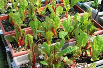 You can Grow Delicious & Healthy Swiss Chard in Pots; Here’s How
