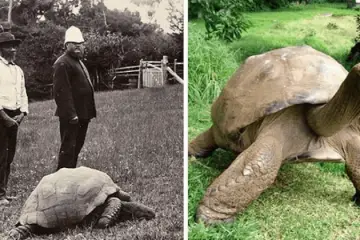 Meet Jonathan, the 187-Year-Old Tortoise & the Oldest Land Animal in the World