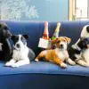 This Hotel Helps Dogs Find Forever Homes by Giving Guests a Chance to Foster them during the Stay