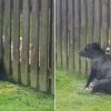 This Cute Dog Visits the Fence Everyday for a Massage from His Neighbour Doggo
