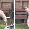 The Joys of Life: Dog Caught on Camera Playing on the Backyard Swing Is the Happiest Moment ever