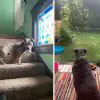 Lovely Rescue Pittie Gets so Excited to Have Her Own Yard for the First Time