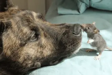 Depressed Rescue Dog Had no One to Play & Becomes Best Friends with a Mouse