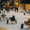 Thai Animal Shelter Helps Disabled Dogs to Have Better Lives