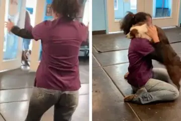 This Lost Dog Cried Out in Joy when She Reunited with Her Human Mom