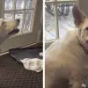 Deaf Dog that never Heard a Bark ‘Invents’ Her own Way of Communication
