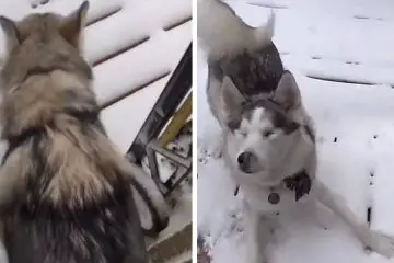 Blind Dog Can’t Contain Her Joy when She Senses Snow