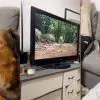 Sweet Dog ‘Freaks’ Out when She Sees Squirrels ‘inside’ the TV