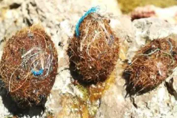These Sea Grass Balls Help Filter Millions of Plastic Particles from Water, Found New Study