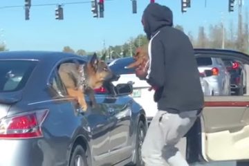 This Man Jumped Out of His Car with a Puppy to Say Hi to the Puppy in the Car Next to Them