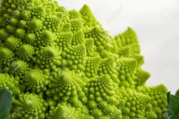 Romanesco Broccoli Doesn’t just Look Cool, but It’s a Nutritional Powerhouse