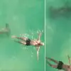 Heart-Stopping Moment: 10 Feet Hammerhead Shark Stalking a Swimmer in Miami