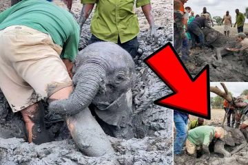 Hero Locals Rescue 3 Elephants Trapped in Muddy Swamp