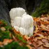 Lion’s Mane Mushroom: the Nutritional Powerhouse with Brain-Boosting & Cancer-Fighting Properties