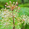 Spikenard Essential Oil Is an Awesome Natural Way to Alleviate Stress & Insomnia