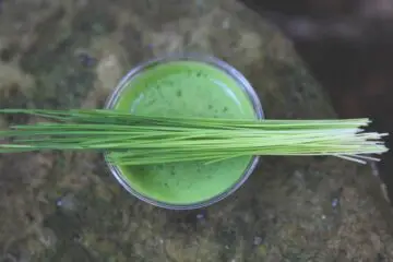 Wheatgrass Juice: How It Helps You Shed Pounds & Strengthen Your Immunity