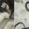 A Brave, Rescue Husky Dies Protecting His Hoomans from a Deadly Cobra