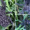 Woman Finds Wolf Spider Carrying Hundreds of Babies in Her Garden